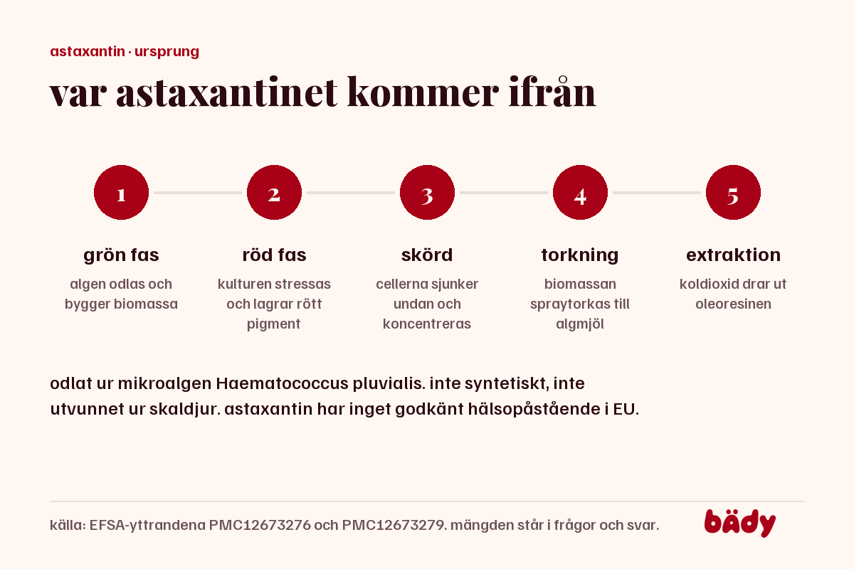 fem steg från mikroalg till råvara: grön fas, röd fas, skörd, spraytorkning och koldioxidextraktion