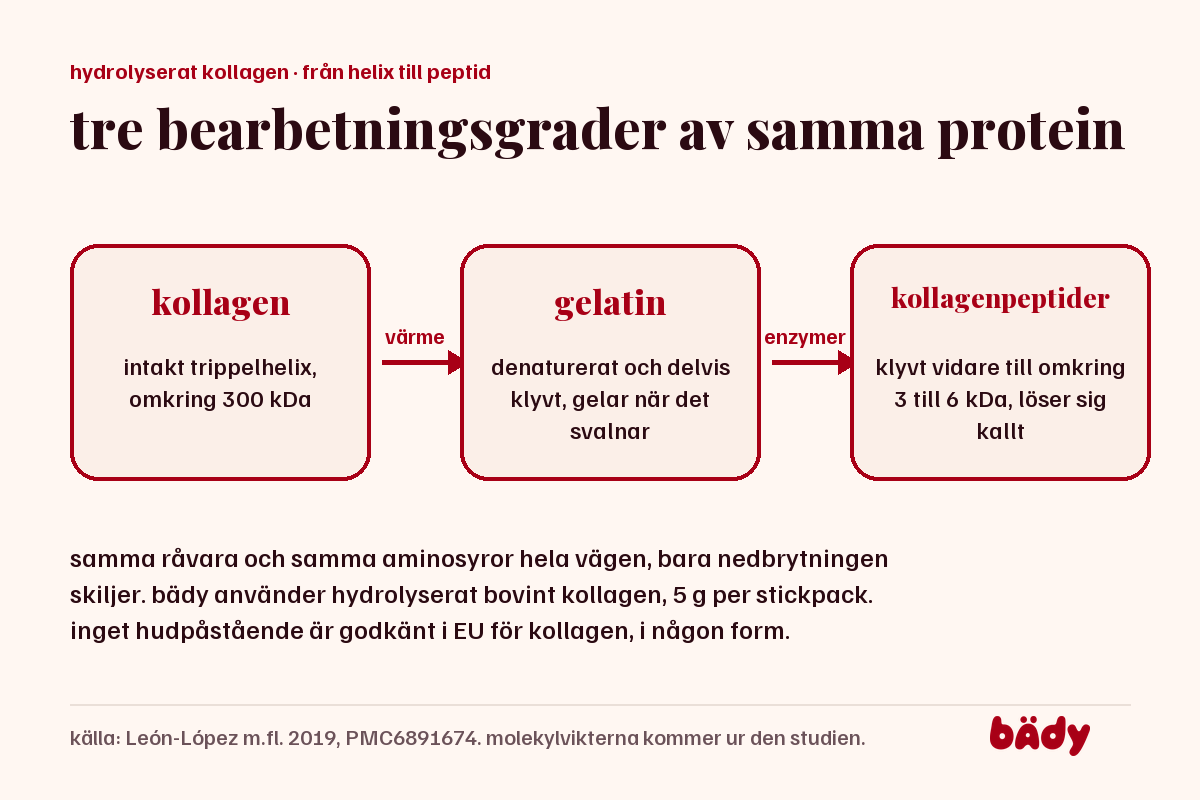 kedjan kollagen, gelatin och kollagenpeptider, från omkring 300 kDa ned till omkring 3 till 6 kDa