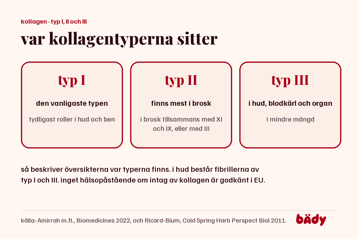 tre rutor: kollagen typ I är vanligast i hud och ben, typ II finns mest i brosk och typ III i hud, blodkärl och organ