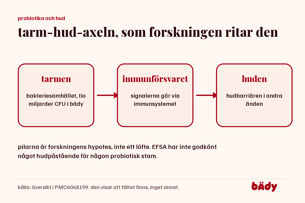 diagram över tarm-hud-axeln med tarmen, immunförsvaret och huden som tre steg i en kedja