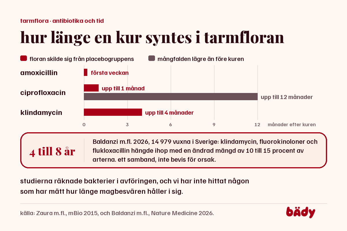 tidslinje: tarmfloran skilde sig upp till 1 vecka efter amoxicillin, 1 månad efter ciprofloxacin, 4 månader efter klindamycin